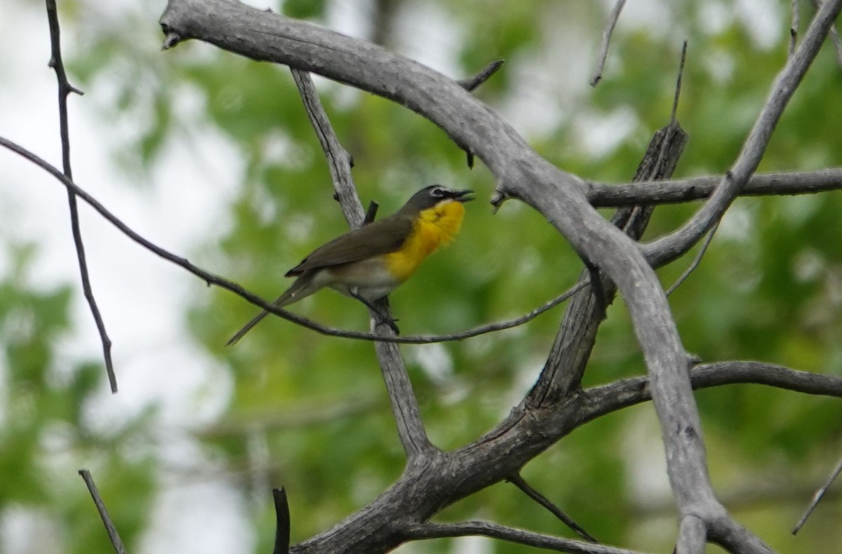 Yellow-breasted Chat - Graham Ray