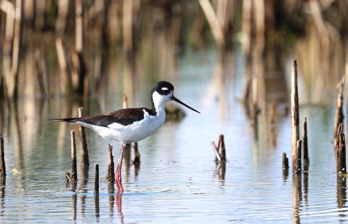 Black-necked Stilt - Channa Jayasinghe