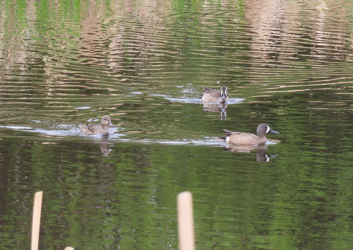 Blue-winged Teal - Violet Kosack