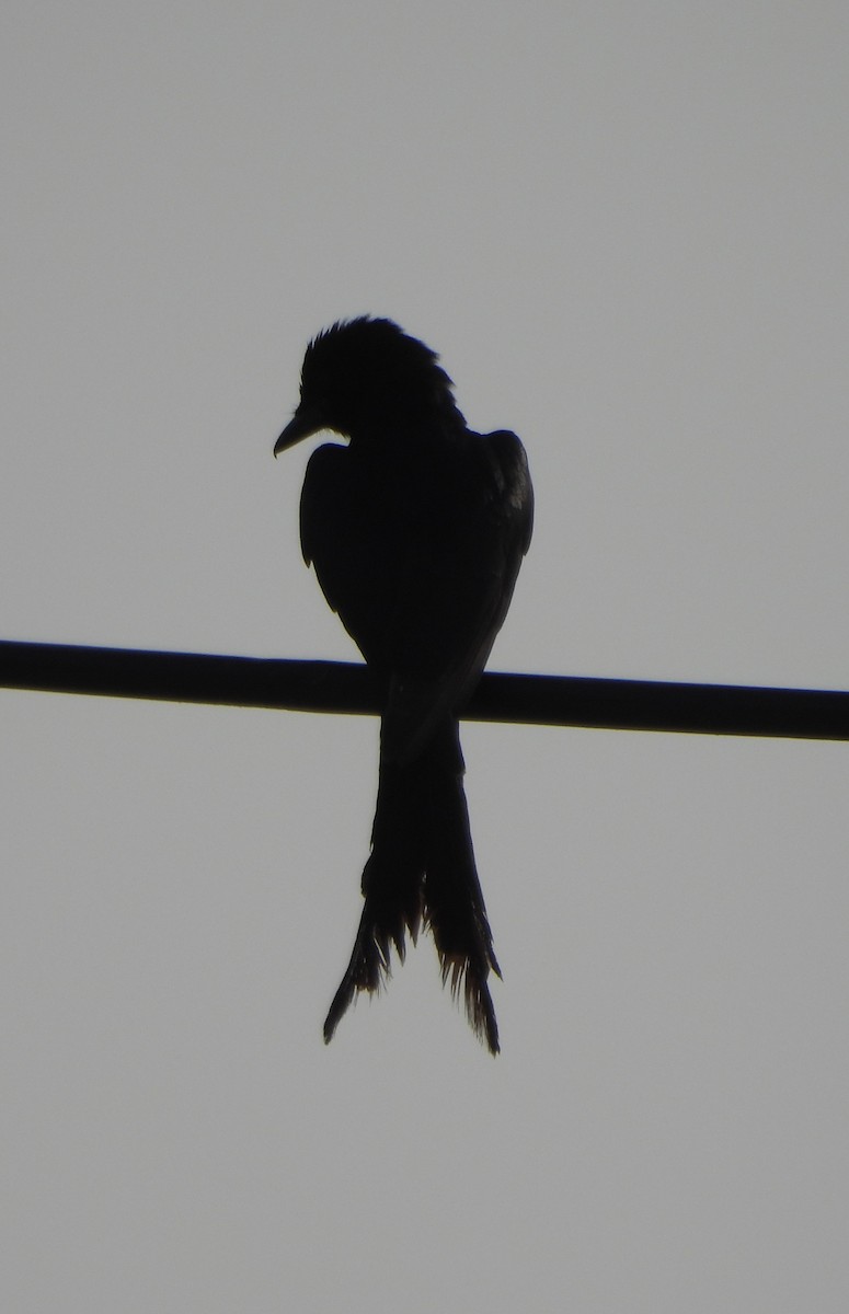 Black Drongo - Prof Chandan Singh Dalawat