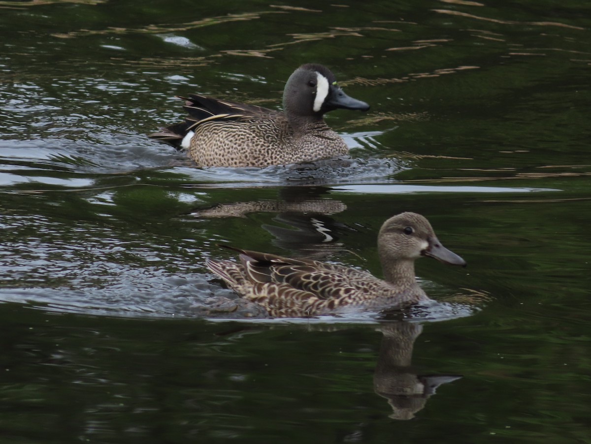 Blue-winged Teal - Violet Kosack