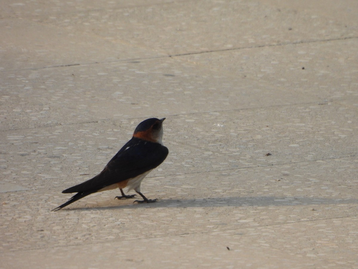 Red-rumped Swallow - Prof Chandan Singh Dalawat