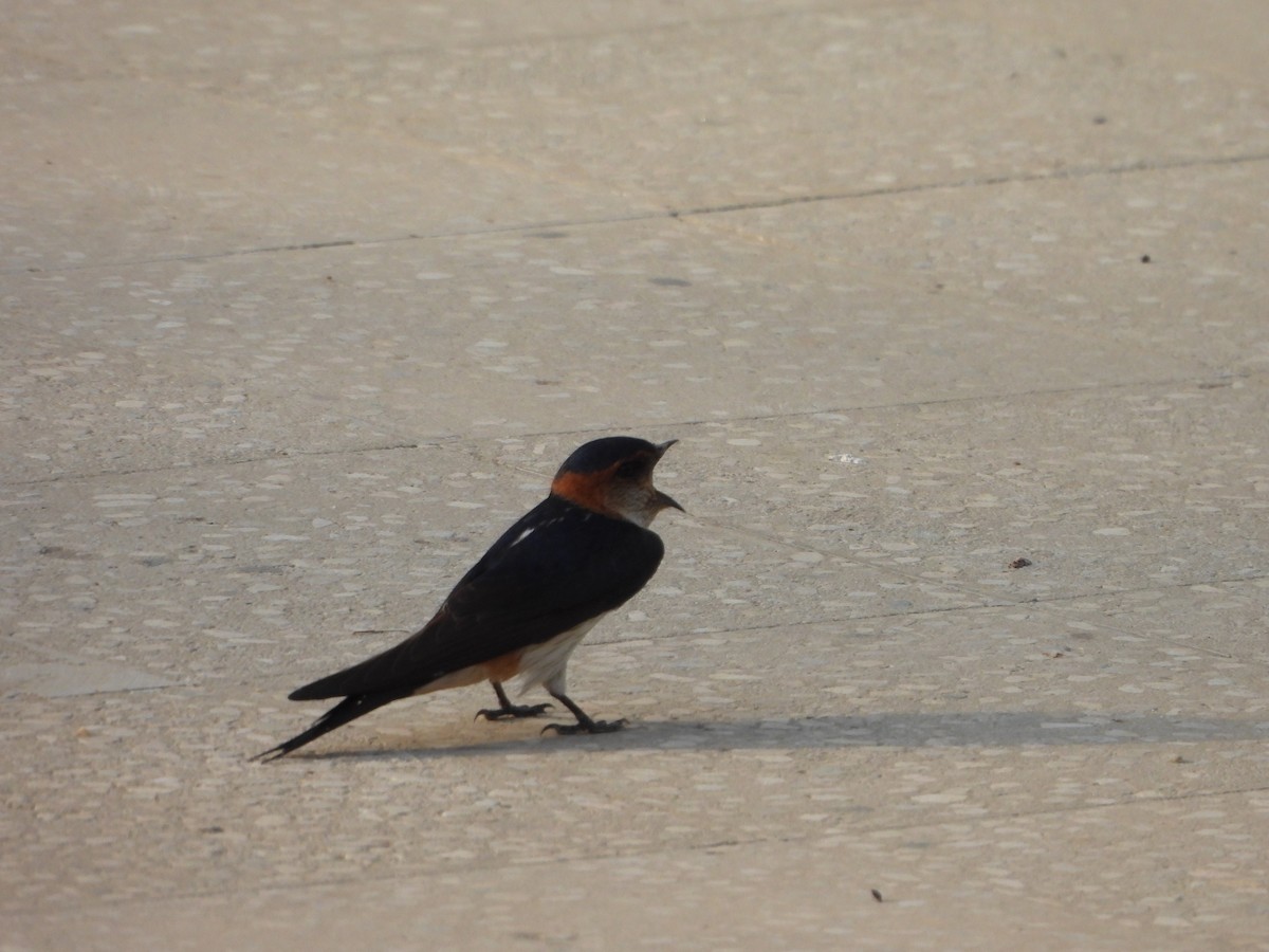 Red-rumped Swallow - ML619602864