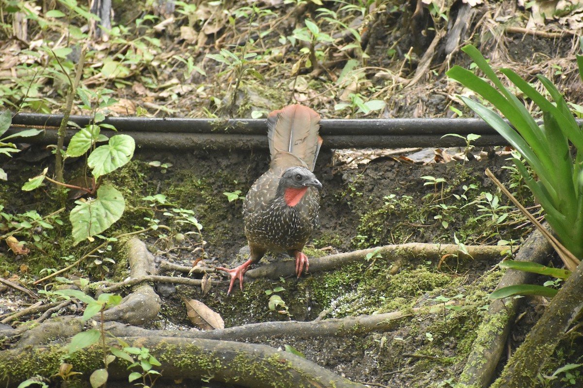Band-tailed Guan - Pam García 𝔗𝔦𝔯𝔞𝔫𝔬𝔰 𝔘𝔯𝔟𝔞𝔫𝔬𝔰