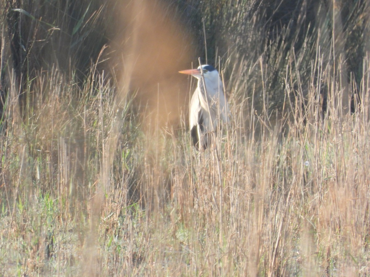 Gray Heron - ML619602868