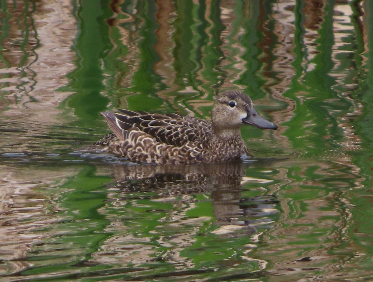 Blue-winged Teal - Violet Kosack