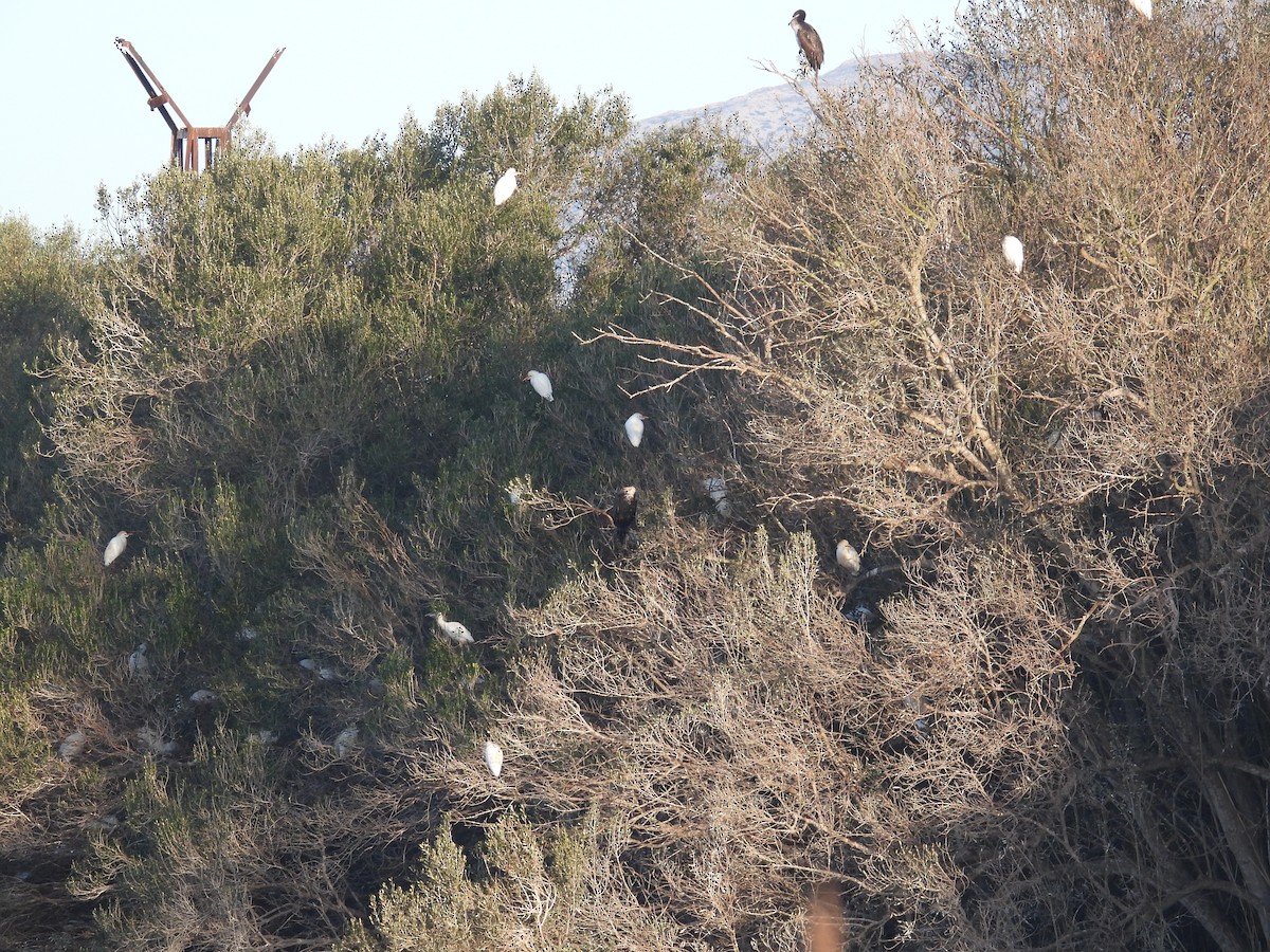 Western Cattle Egret - Anqi Xu