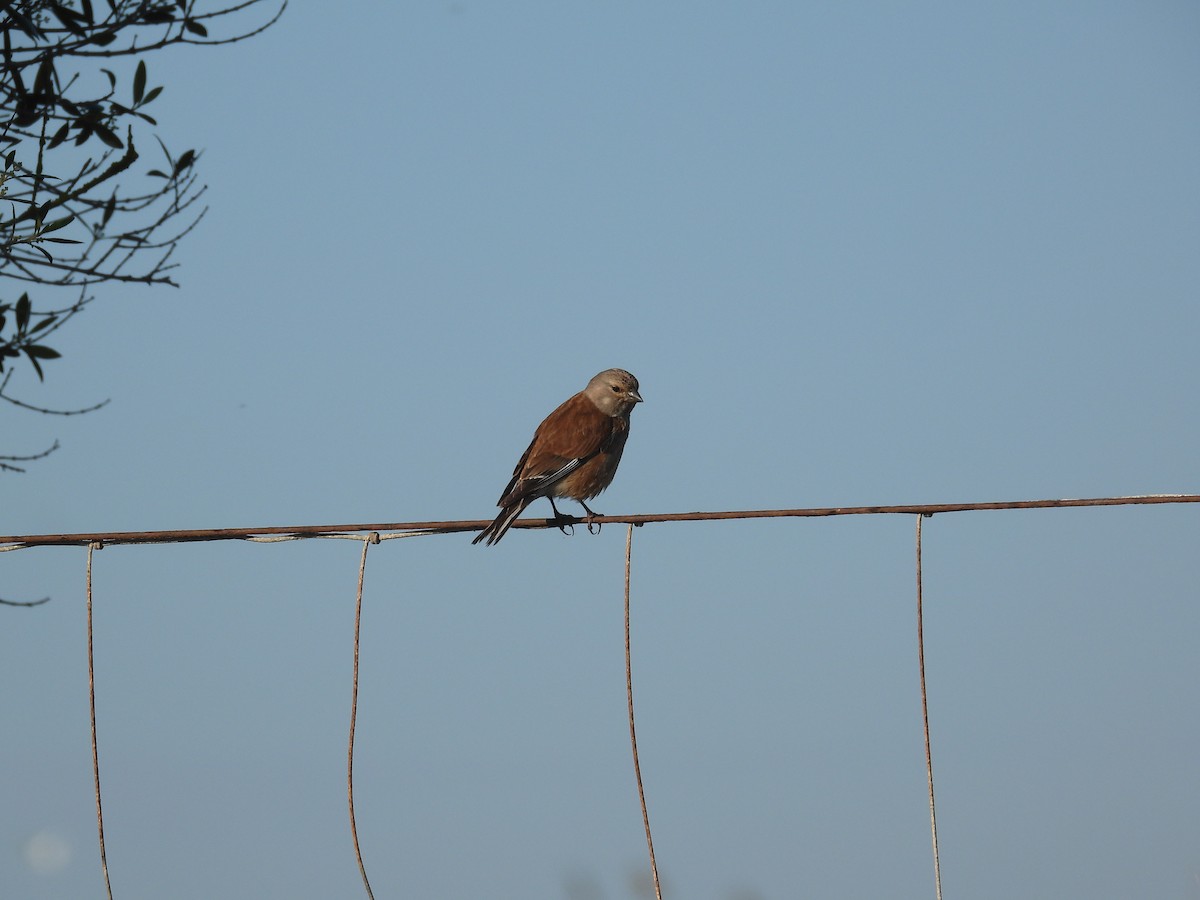 Eurasian Linnet - ML619602877