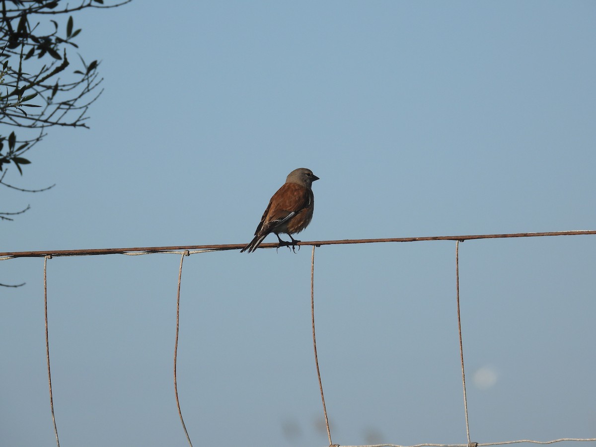 Eurasian Linnet - Anqi Xu