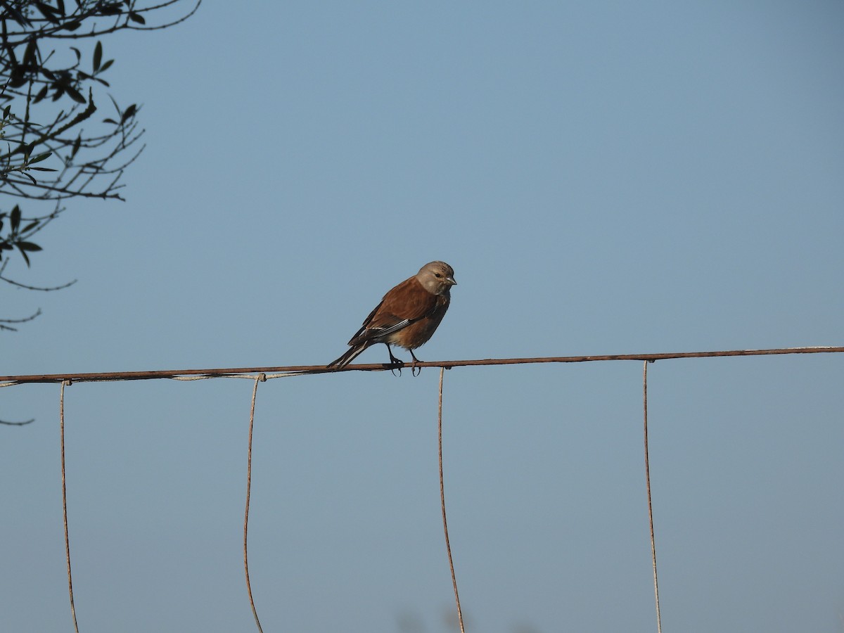 Eurasian Linnet - Anqi Xu