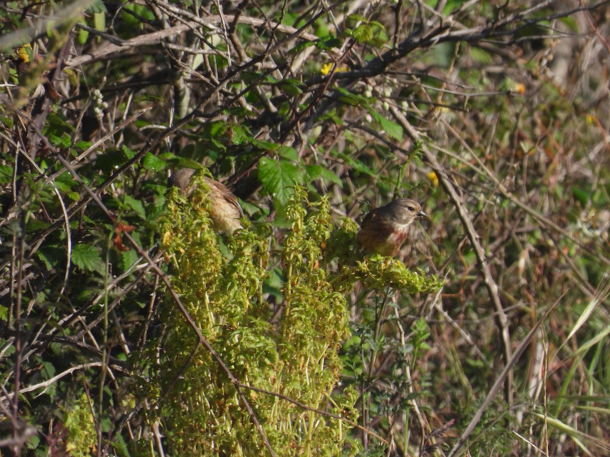 Eurasian Linnet - Anqi Xu