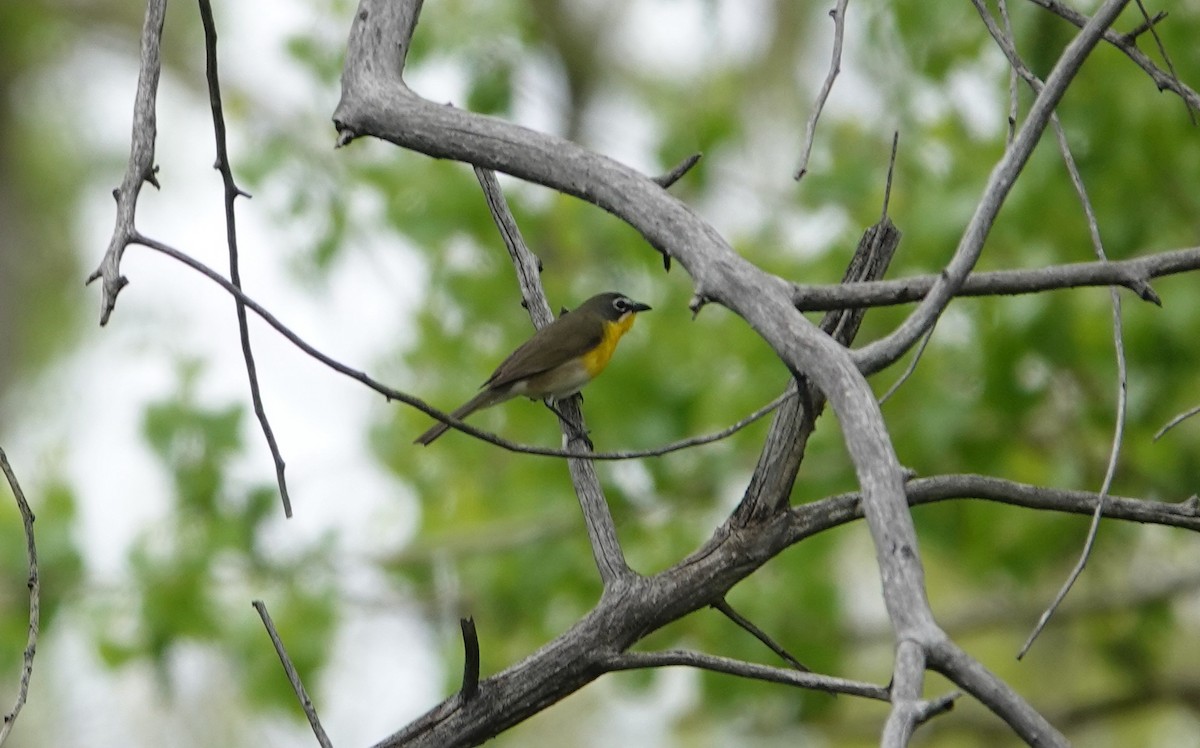 Yellow-breasted Chat - Graham Ray