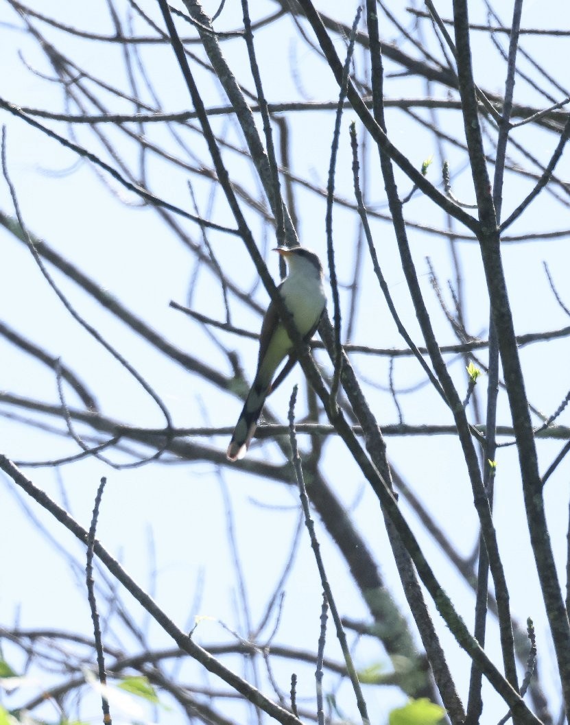 Yellow-billed Cuckoo - ML619602887