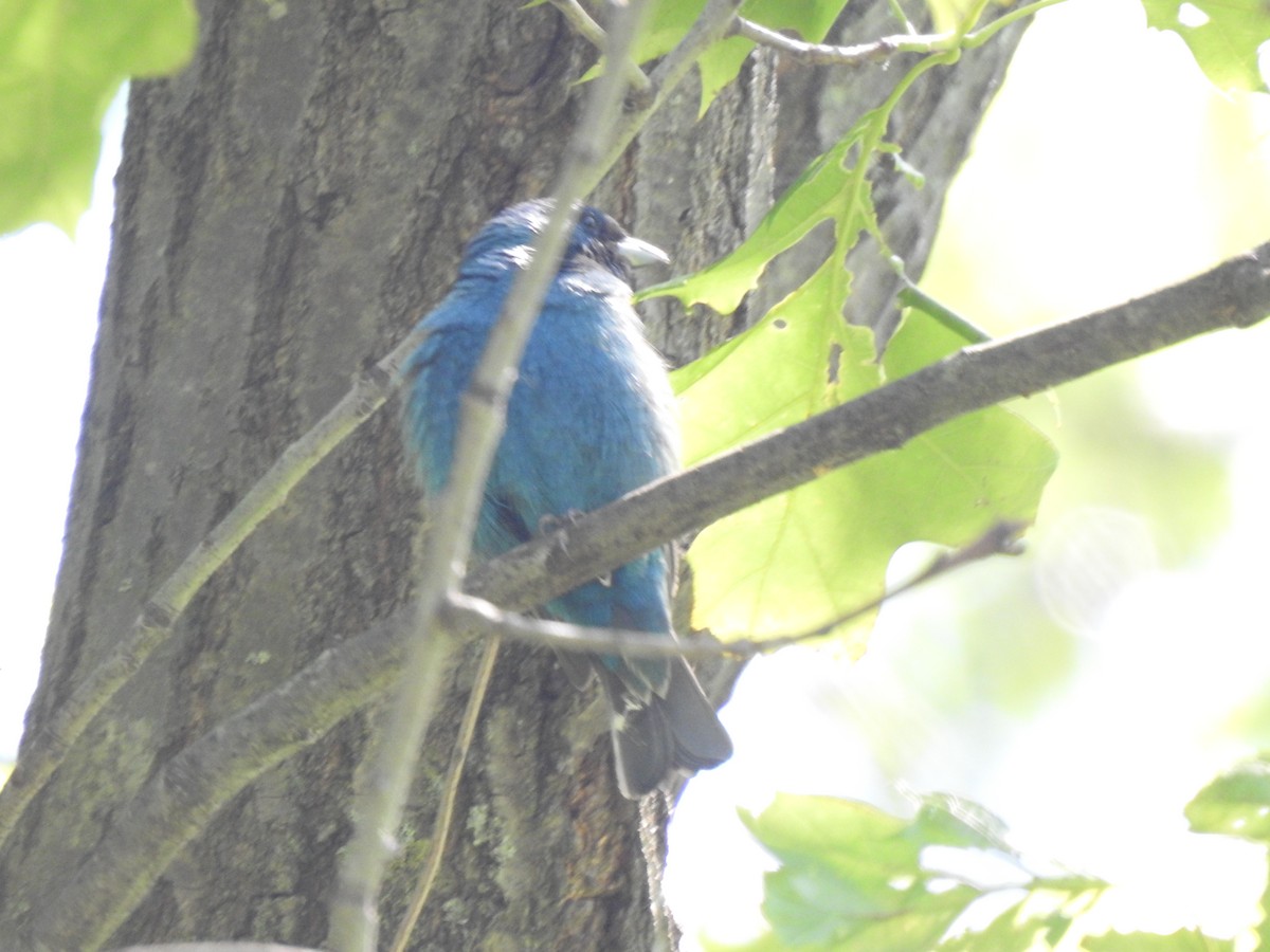 Indigo Bunting - Janet Pellegrini