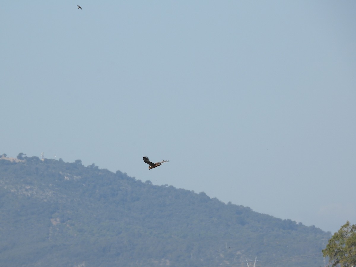 Western Marsh Harrier - Anqi Xu