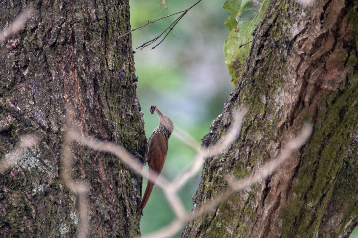 Streak-headed Woodcreeper - ML619602899