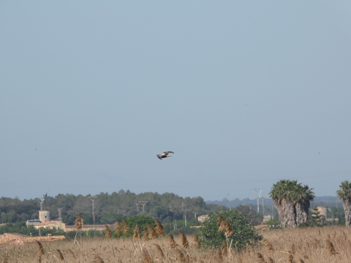 Western Marsh Harrier - Anqi Xu