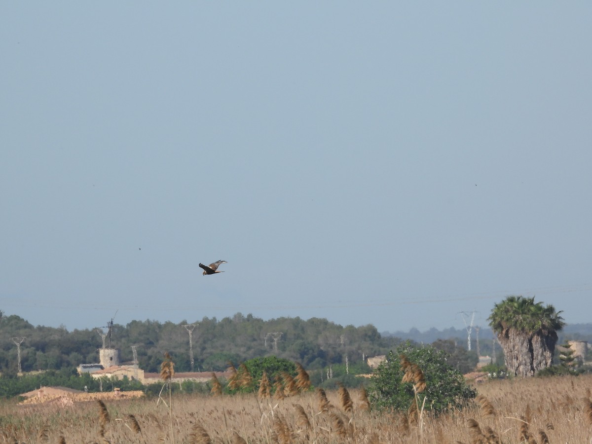 Western Marsh Harrier - ML619602901