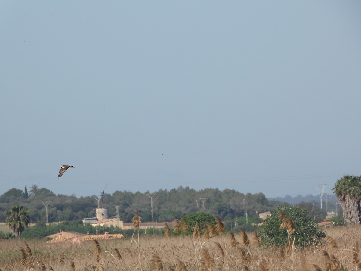 Western Marsh Harrier - Anqi Xu