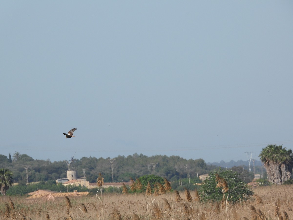 Western Marsh Harrier - Anqi Xu