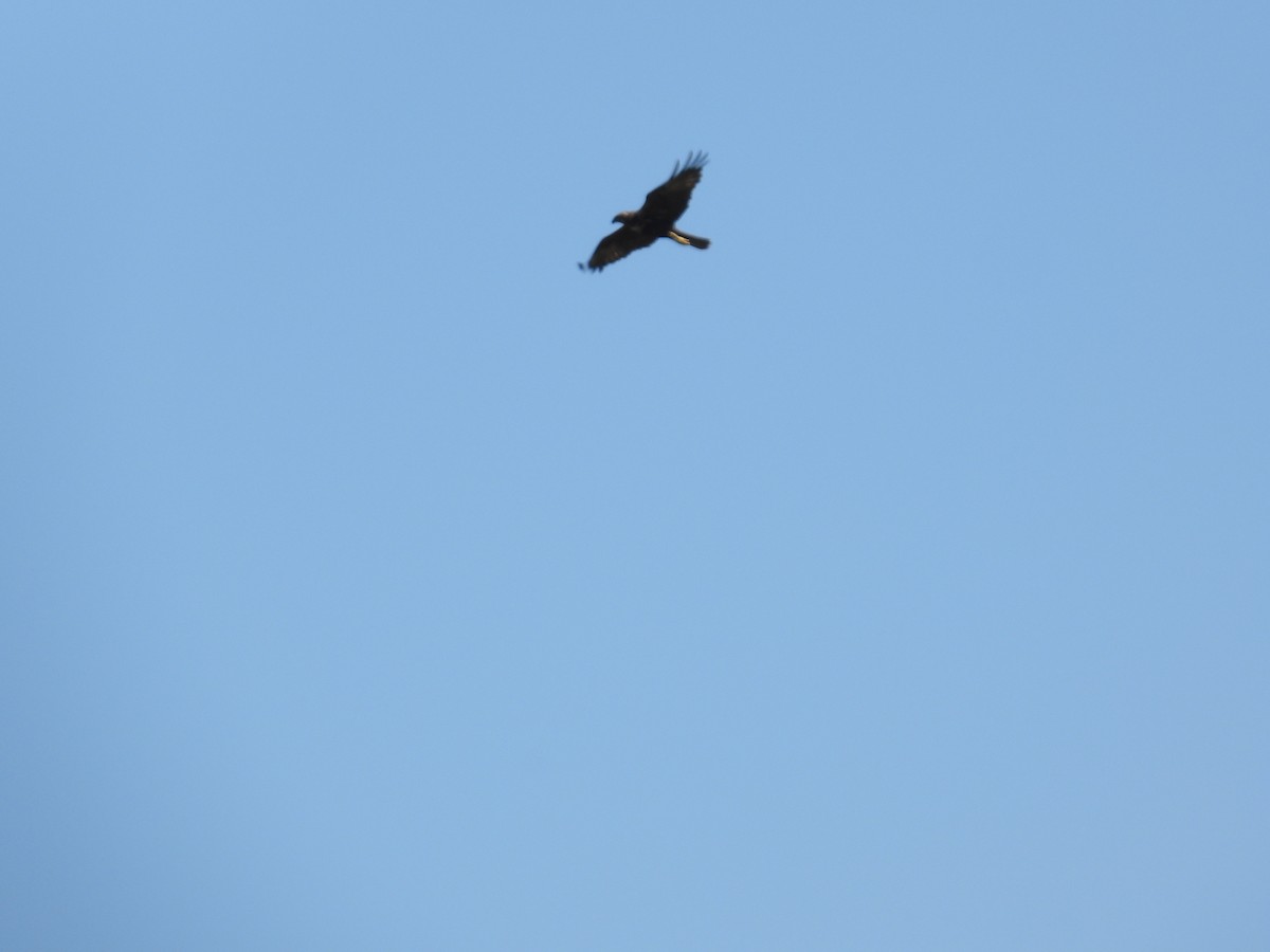 Western Marsh Harrier - Anqi Xu