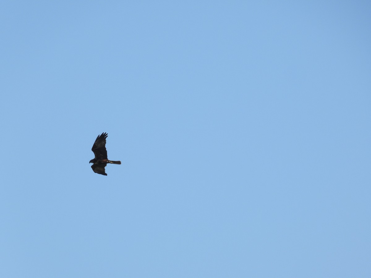 Western Marsh Harrier - Anqi Xu