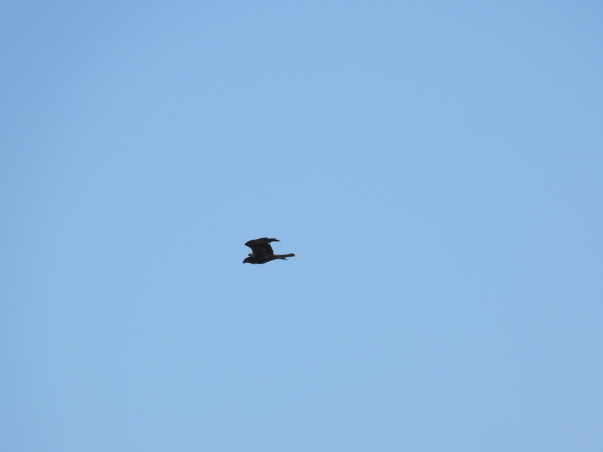 Western Marsh Harrier - ML619602910