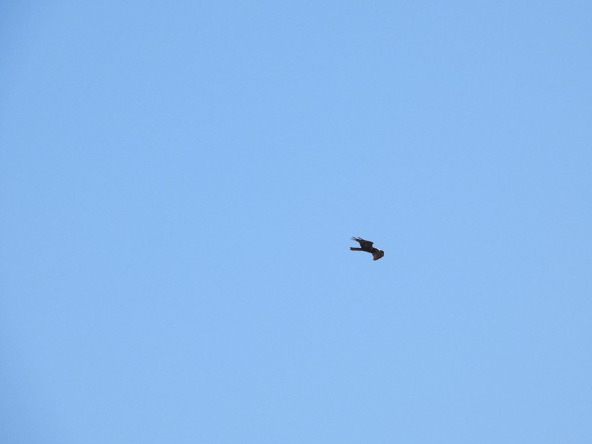 Western Marsh Harrier - ML619602911