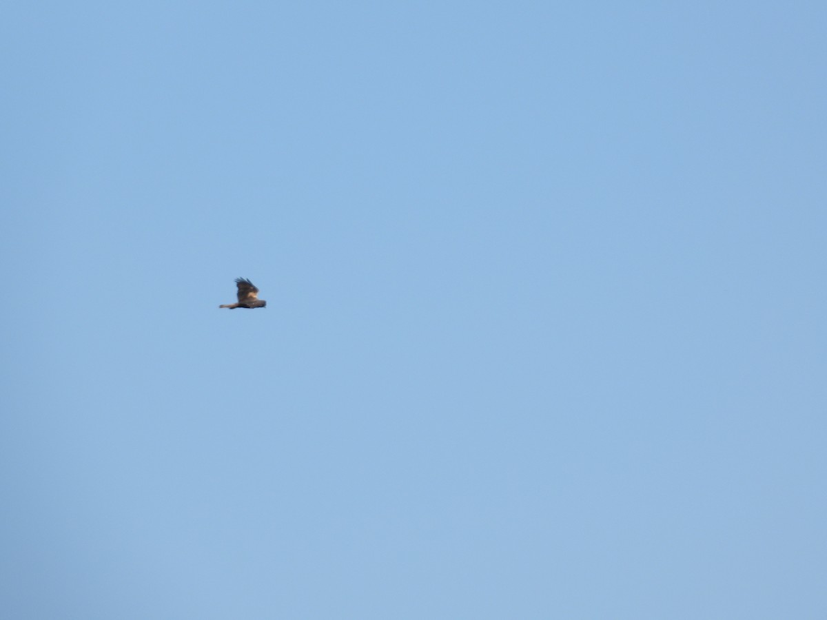 Western Marsh Harrier - Anqi Xu