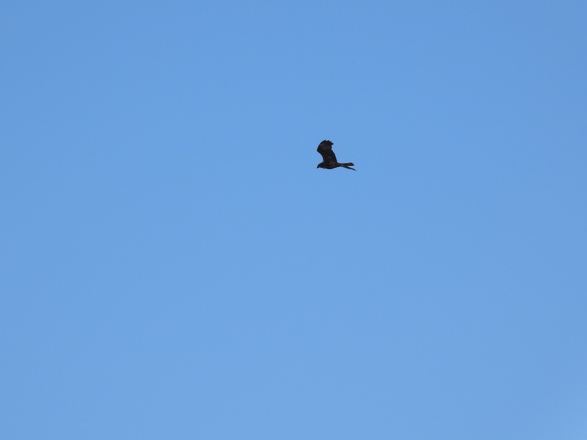 Western Marsh Harrier - ML619602917