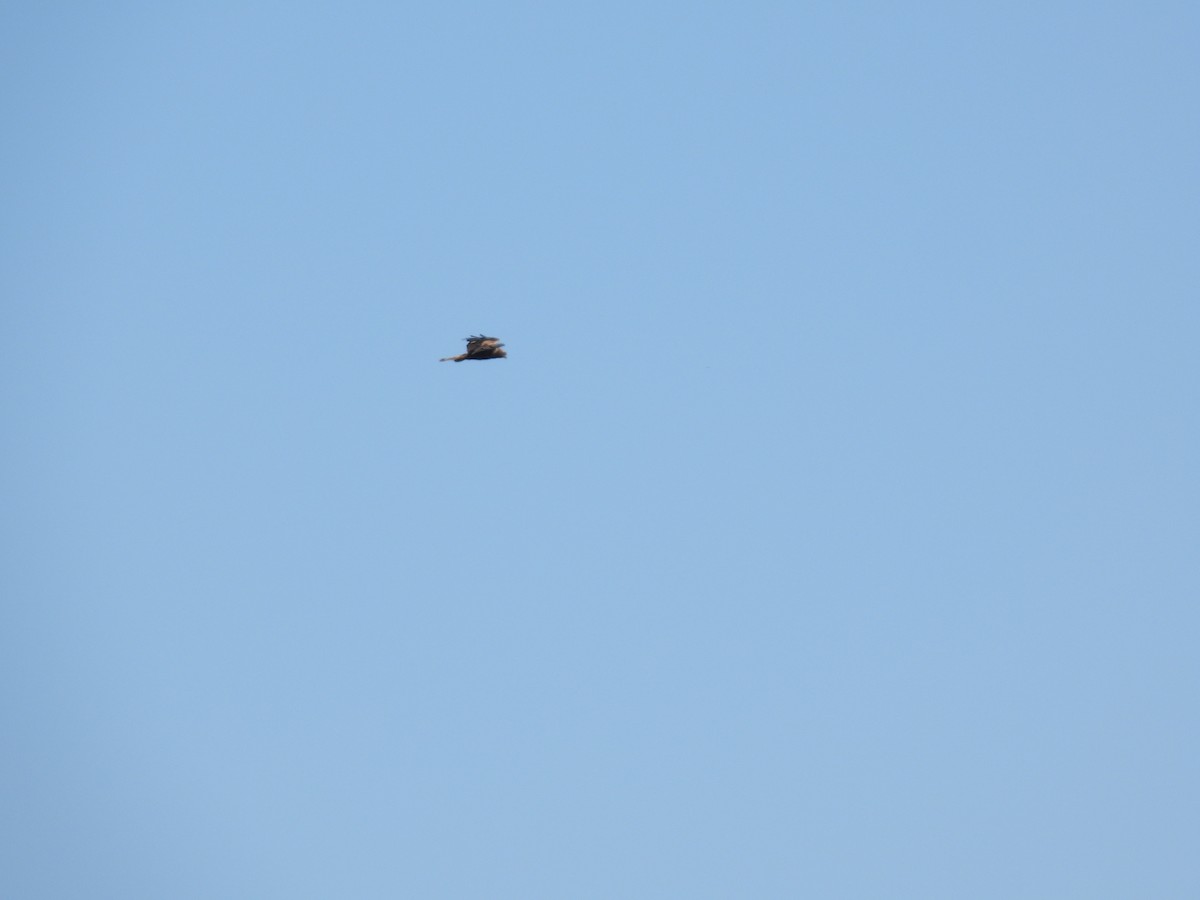 Western Marsh Harrier - Anqi Xu