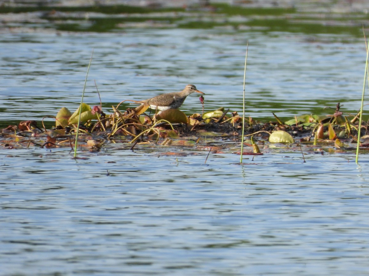 flekksnipe - ML619602923