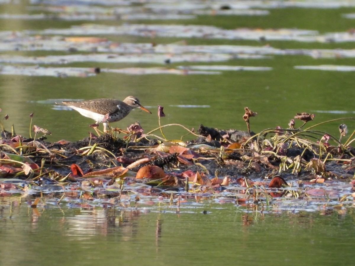 Spotted Sandpiper - Jeff Fengler