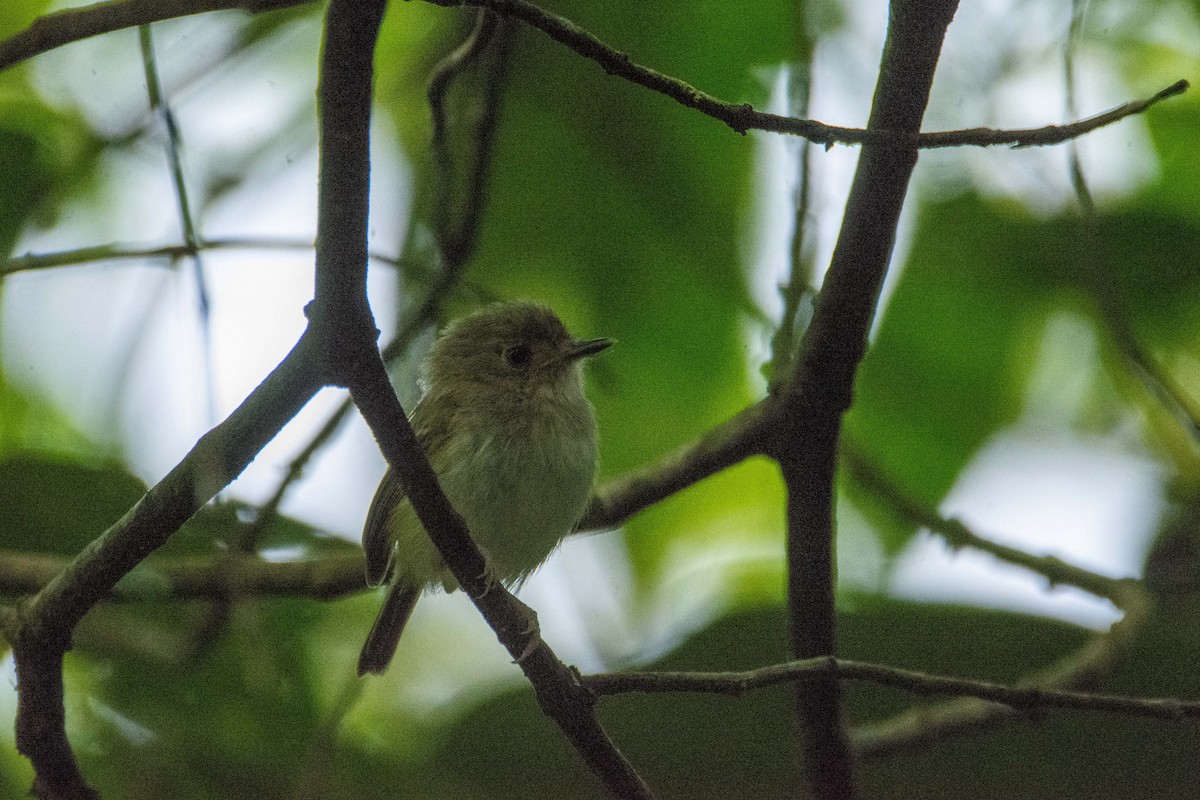 Scale-crested Pygmy-Tyrant - FREDY HERNAN VALERO