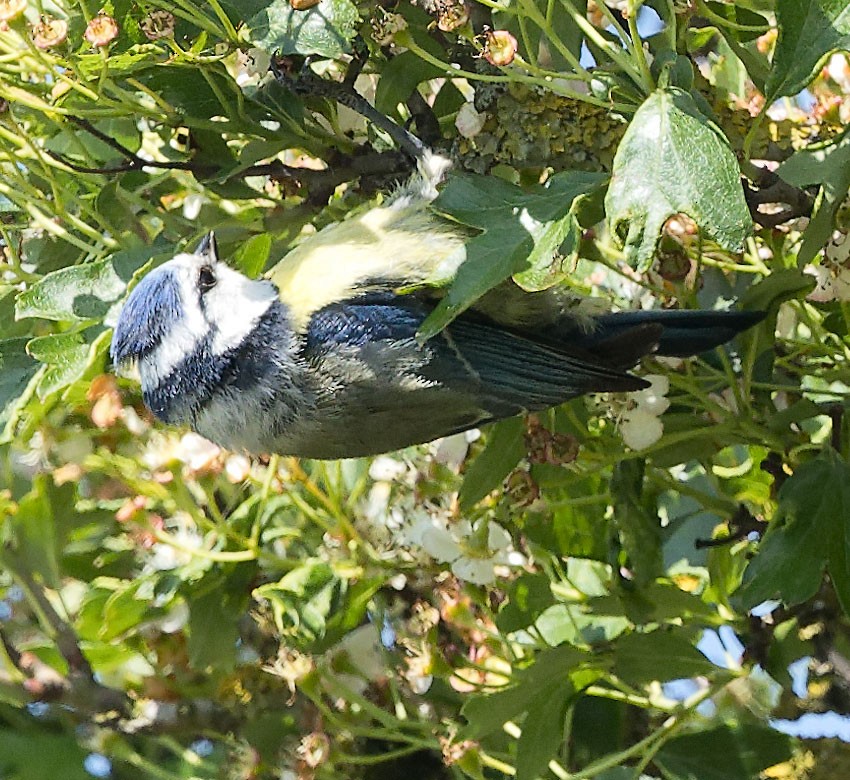 Eurasian Blue Tit - www.aladdin .st