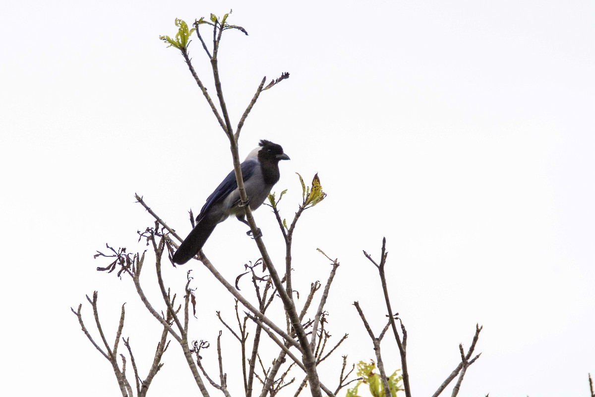 Violaceous Jay - ML619602932