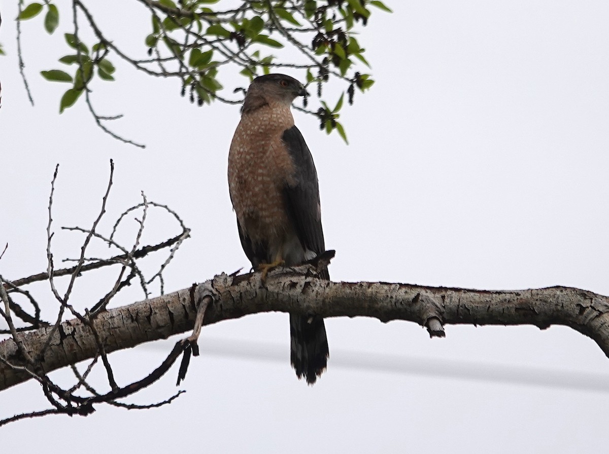 Cooper's Hawk - Graham Ray