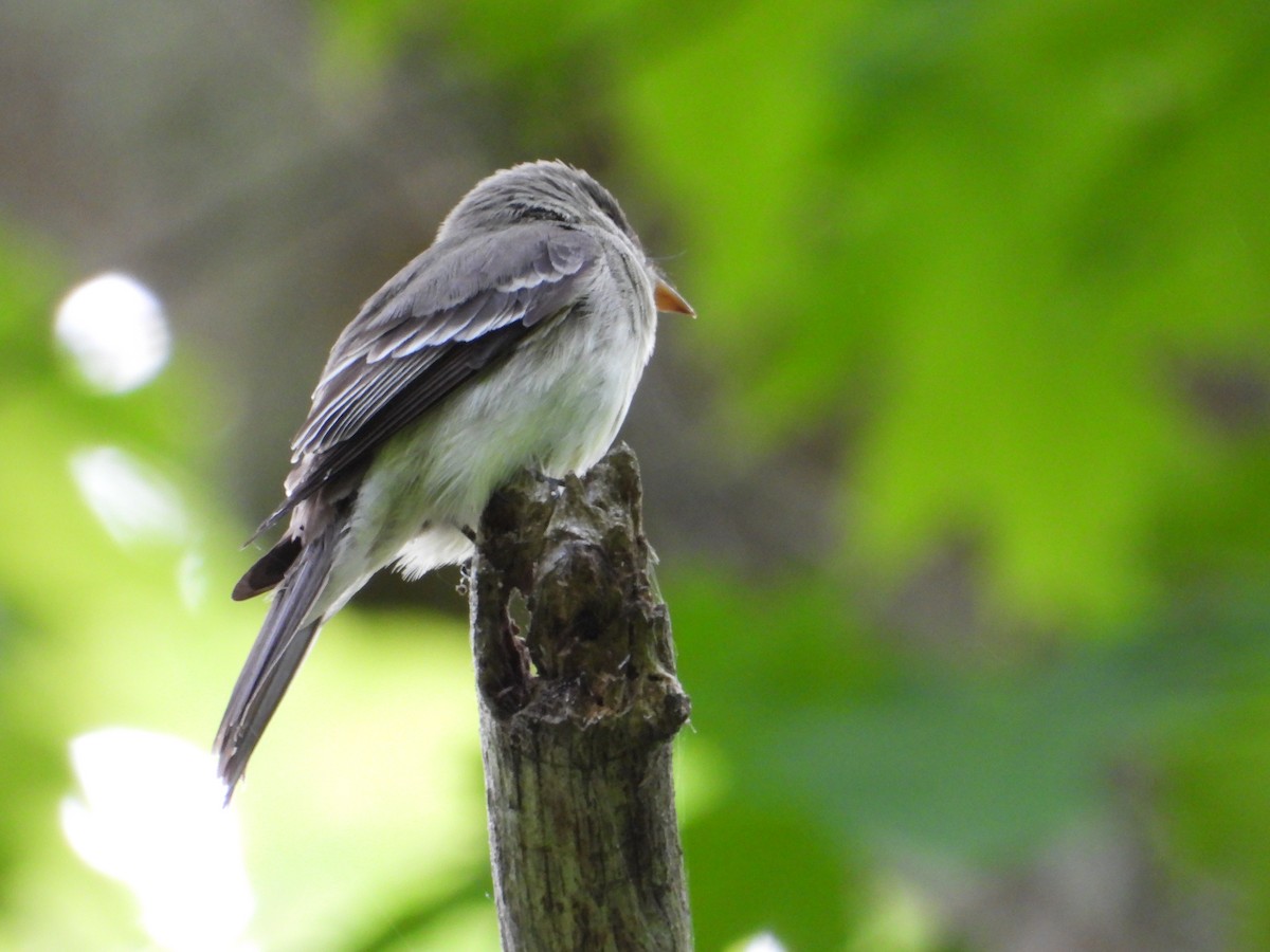 Alder Flycatcher - Jeff Fengler