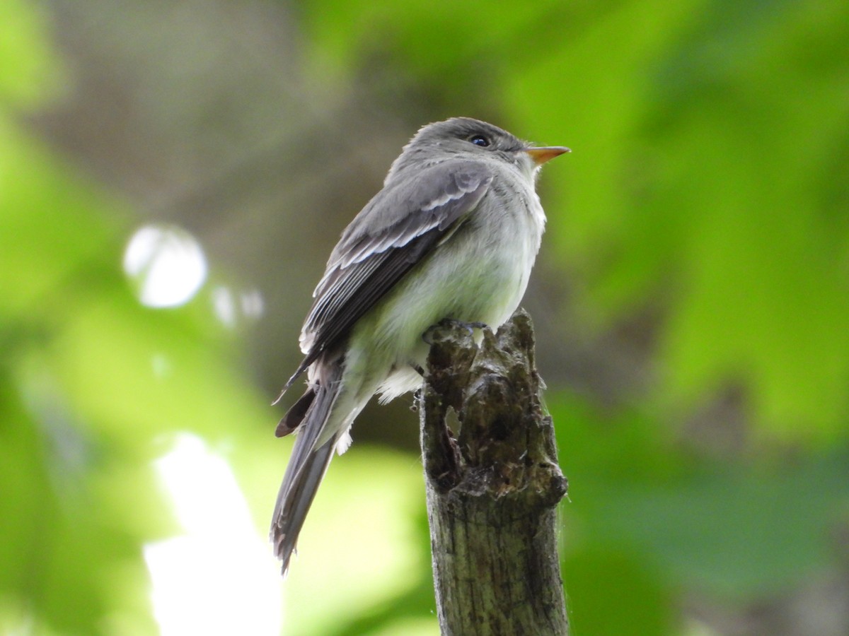 Alder Flycatcher - Jeff Fengler