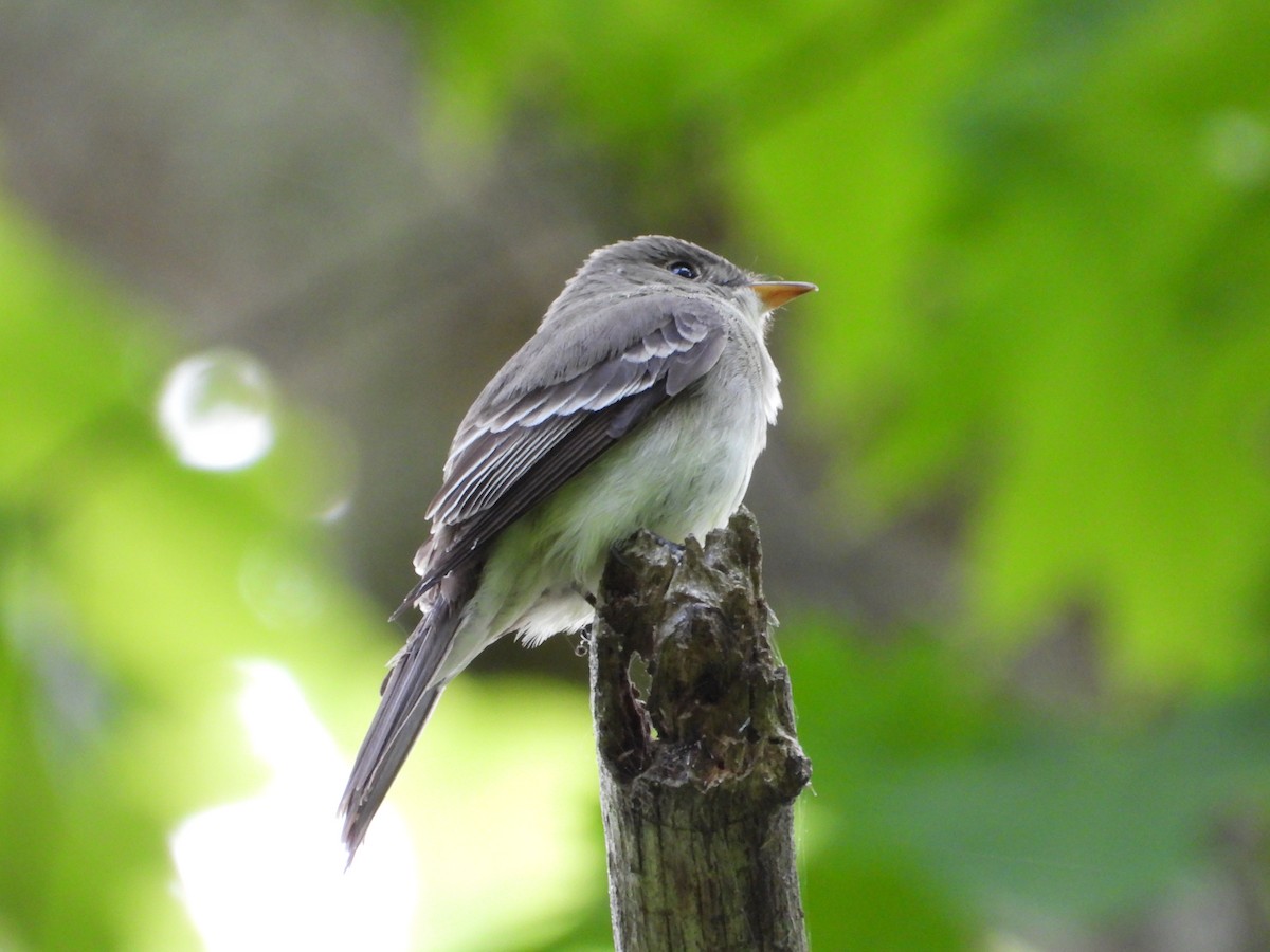 Alder Flycatcher - Jeff Fengler