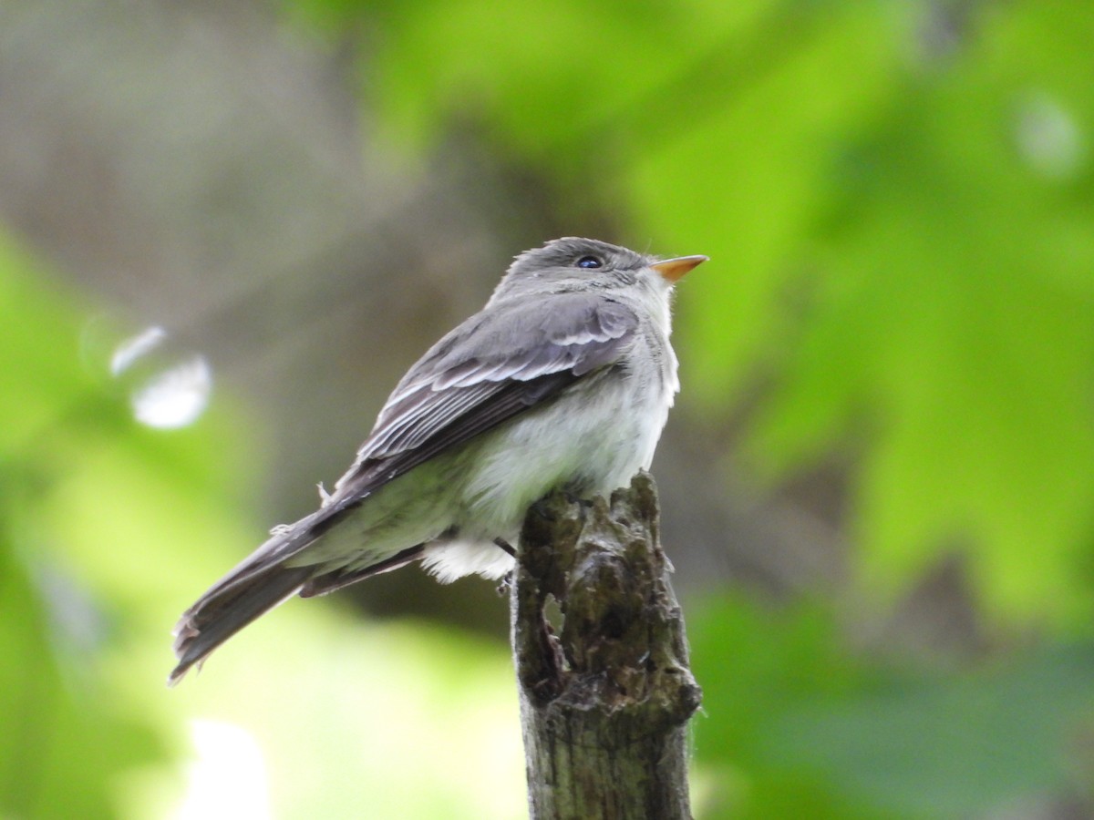 Alder Flycatcher - Jeff Fengler