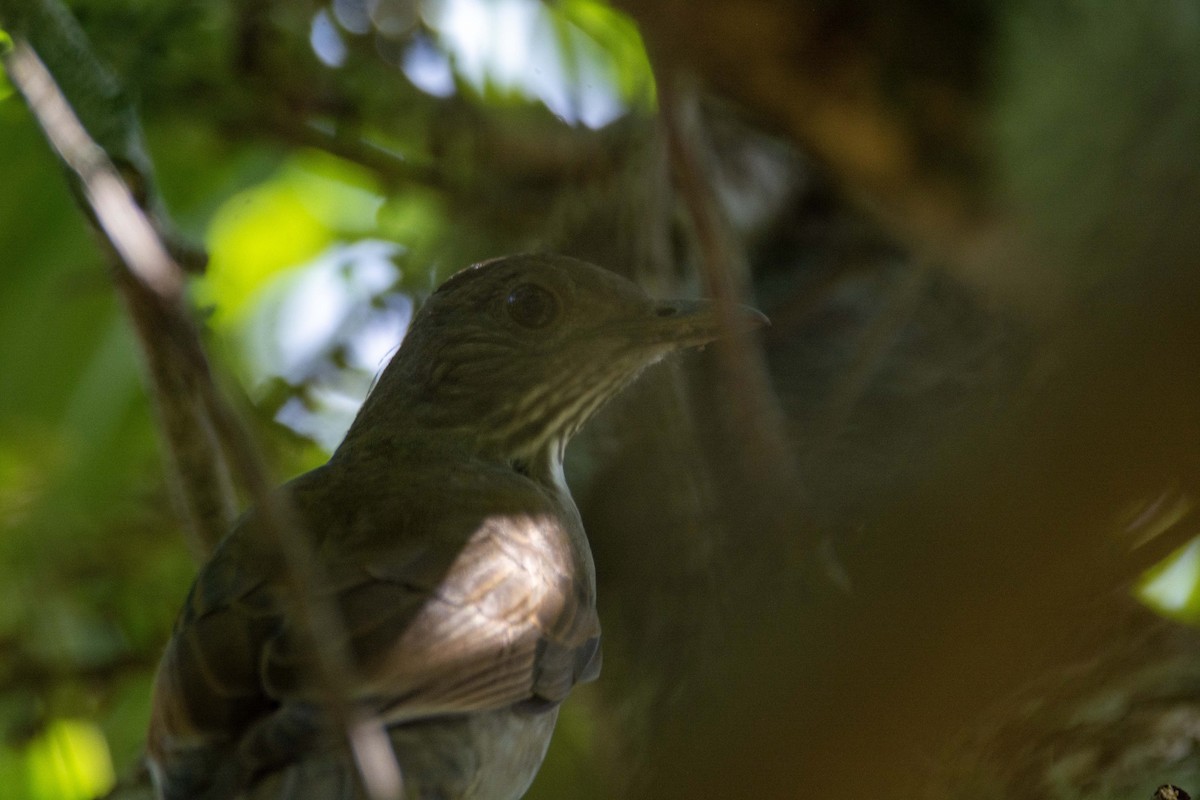 Pale-breasted Thrush - ML619602943