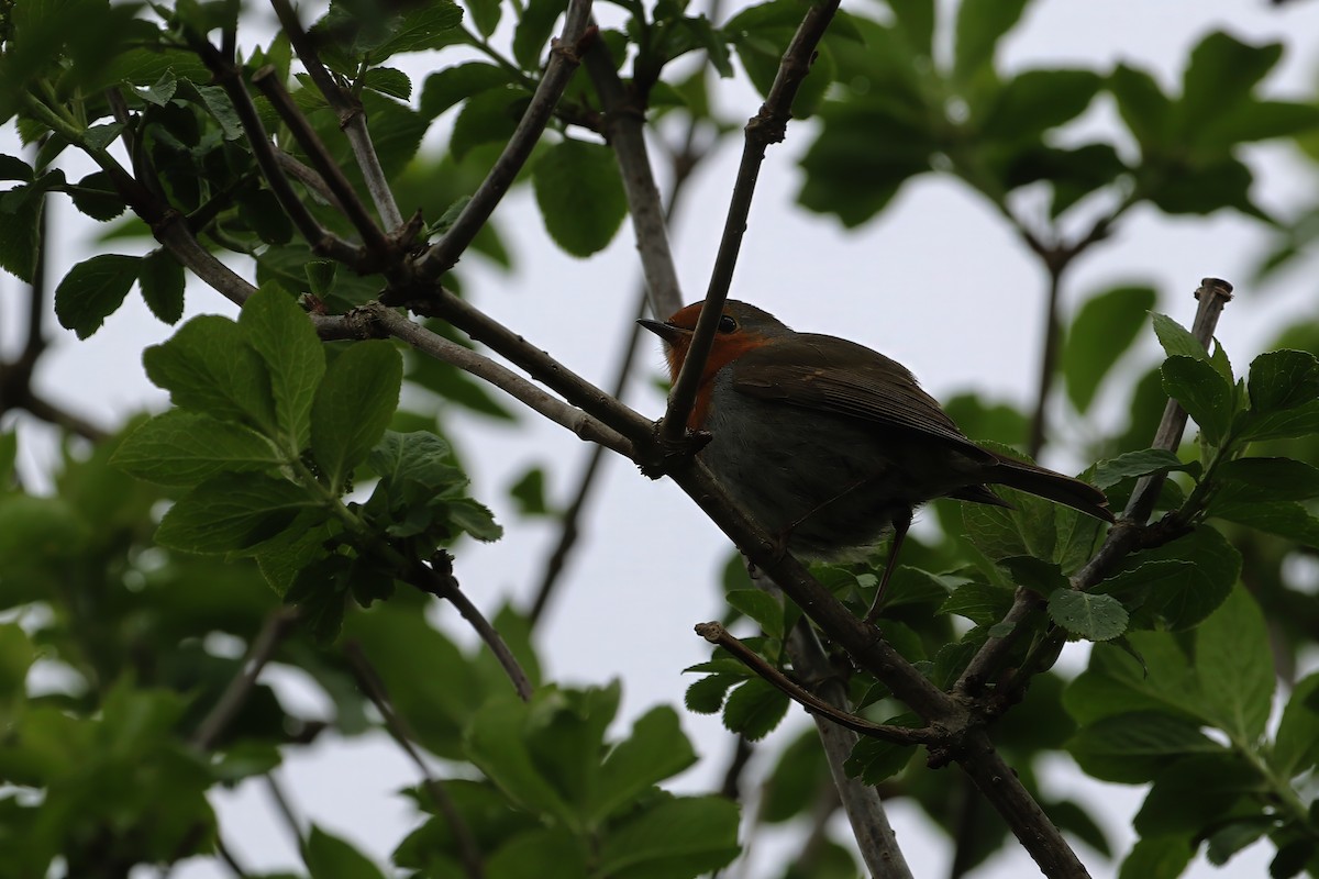 European Robin - Adrian Vilca