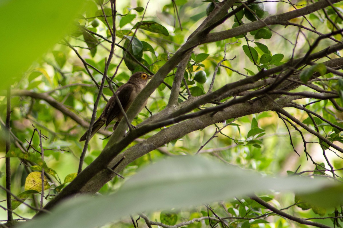 Spectacled Thrush - ML619602947