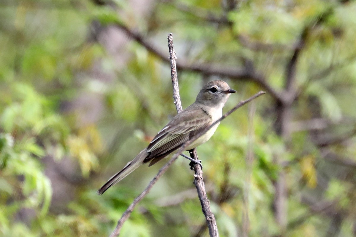 Greenish Elaenia - ML619602956