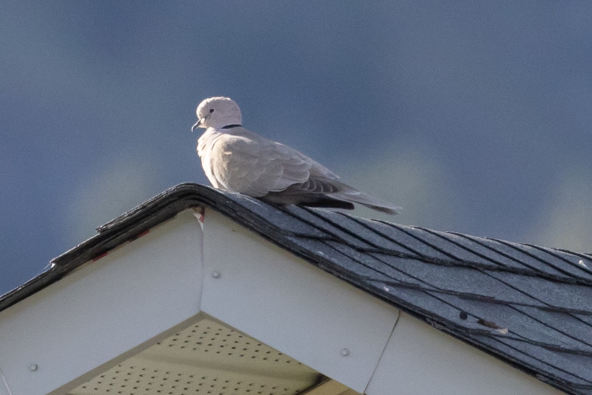 Eurasian Collared-Dove - John Reynolds