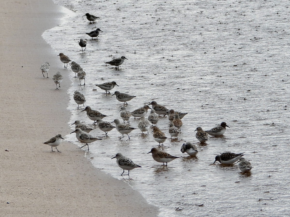 Sanderling - Linda Schwegman