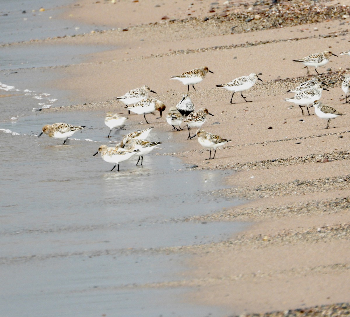 Sanderling - Linda Schwegman