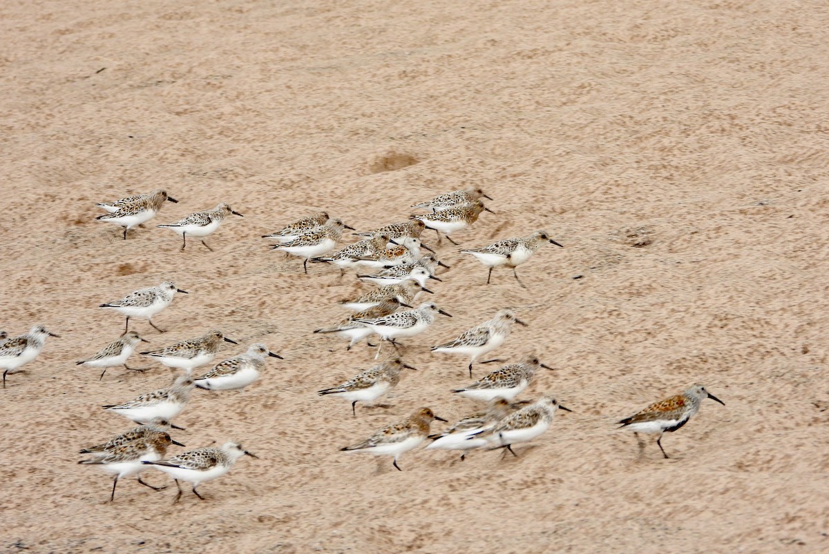 Sanderling - ML619602963