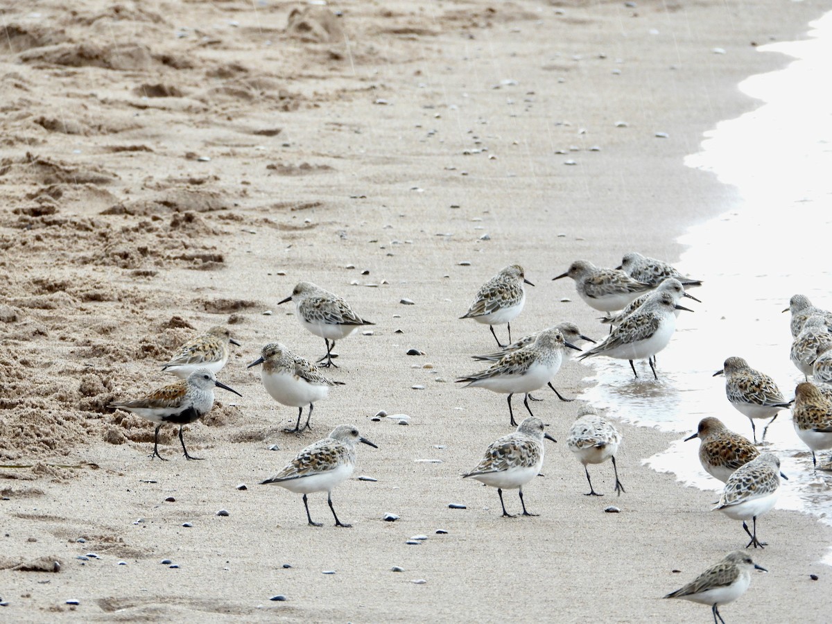 Sanderling - Linda Schwegman